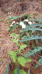 Archibaccharis auriculata