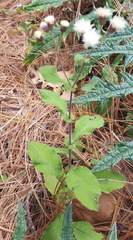 Archibaccharis auriculata