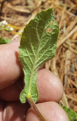 Archibaccharis auriculata