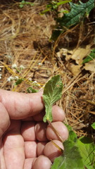 Archibaccharis auriculata