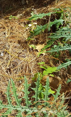 Archibaccharis auriculata