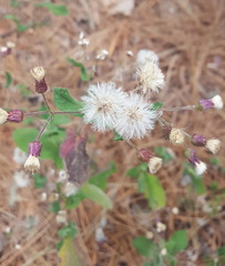 Archibaccharis auriculata