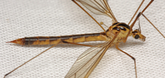 Nephrotoma dorsalis