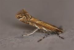 Cremastobombycia solidaginis