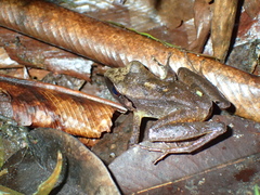 Pristimantis peruvianus