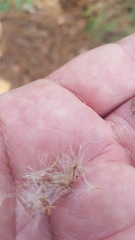 Archibaccharis auriculata