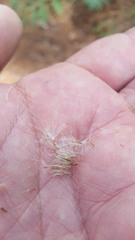 Archibaccharis auriculata