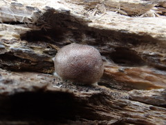 Reticularia splendens