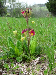 Primula × polyantha