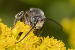 Melissodes illatus