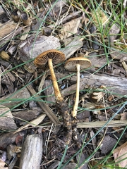 Hypholoma tuberosum