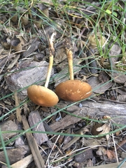 Hypholoma tuberosum