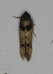 Walshia miscecolorella