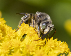 Melissodes illatus