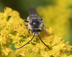 Melissodes illatus