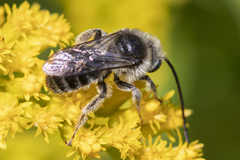 Melissodes illatus
