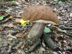 Leccinellum pseudoscabrum