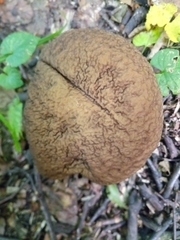 Leccinellum pseudoscabrum
