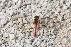 Sympetrum vicinum