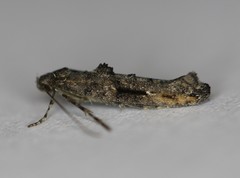 Epermenia albapunctella