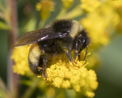 Bombus terricola image