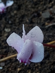 Cyclamen africanum image