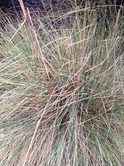 Ampelodesmos mauritanicus