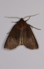 Epiglaea decliva