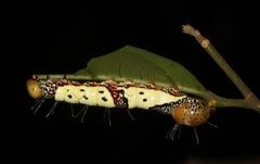 Truncaptera meridionalis