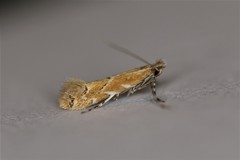 Cremastobombycia solidaginis