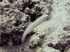 Amblygobius decussatus