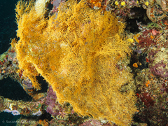 Rhipidipathes reticulata