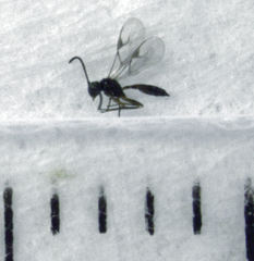 Lysiphlebus testaceipes