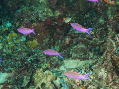 Mirolabrichthys tuka