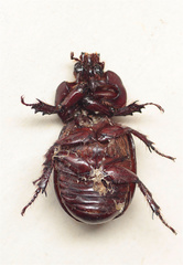 Heterogomphus dilaticollis