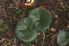 Asarum caucasicum