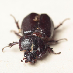 Heterogomphus dilaticollis