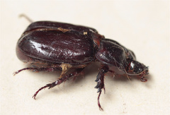 Heterogomphus dilaticollis