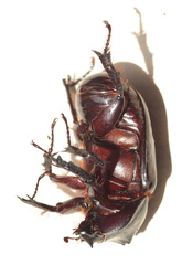 Heterogomphus dilaticollis