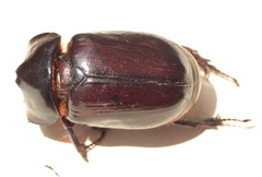 Heterogomphus dilaticollis