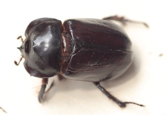 Heterogomphus dilaticollis