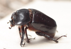 Heterogomphus dilaticollis