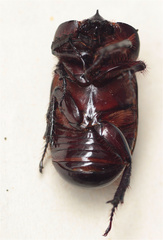 Heterogomphus dilaticollis