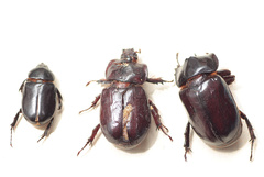 Heterogomphus dilaticollis