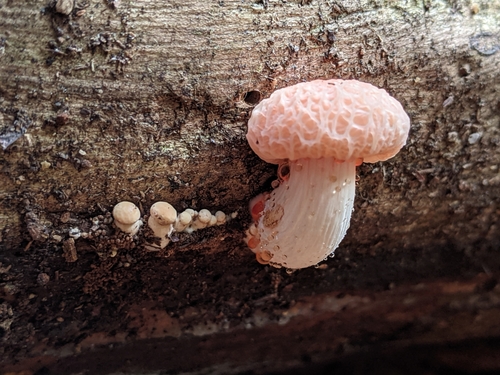 Rhodotus palmatus — (c) Matthew Rose, some rights reserved (CC BY)