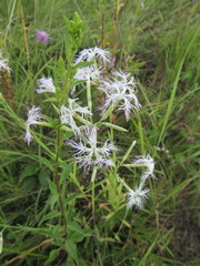 Dianthus superbus stenocalyx