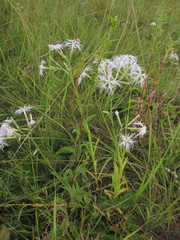 Dianthus superbus stenocalyx