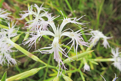 Dianthus superbus stenocalyx