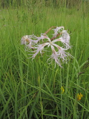 Dianthus superbus stenocalyx