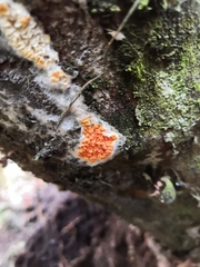 Leucogyrophana mollusca